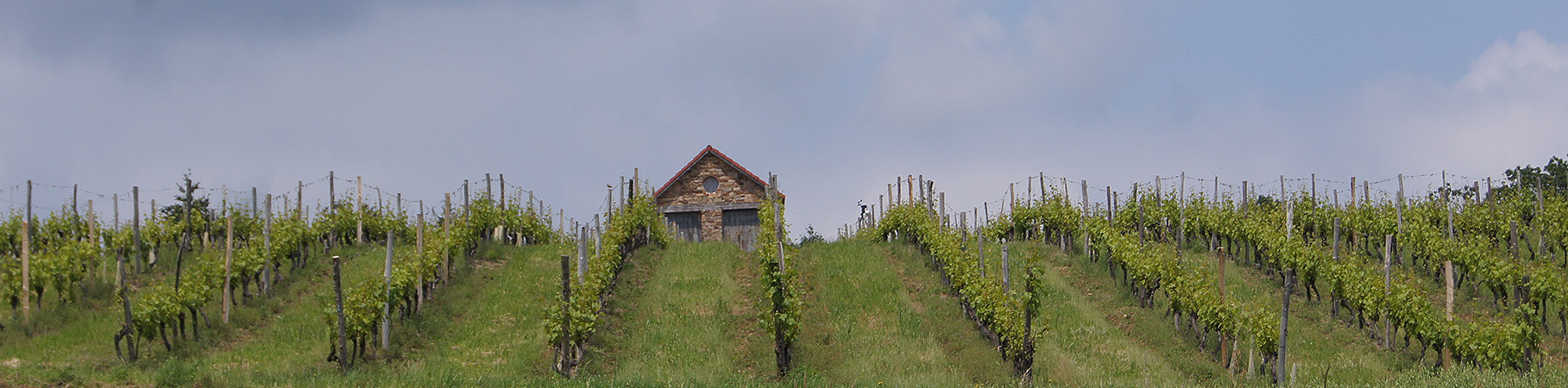 Panorama sur les vignes du domaine des Gabies